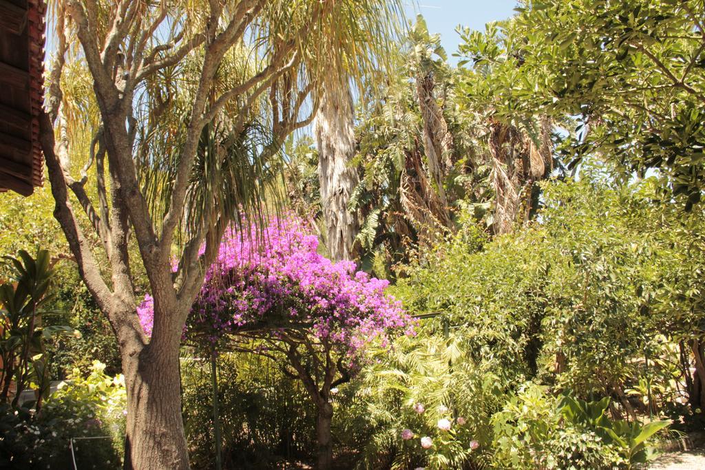 فيلا Le Palme Garden سان جورجيو ماجيوري المظهر الخارجي الصورة