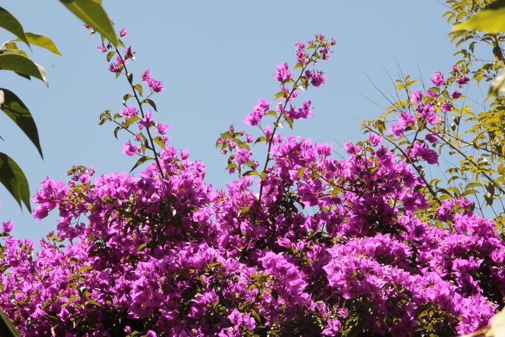 فيلا Le Palme Garden سان جورجيو ماجيوري المظهر الخارجي الصورة